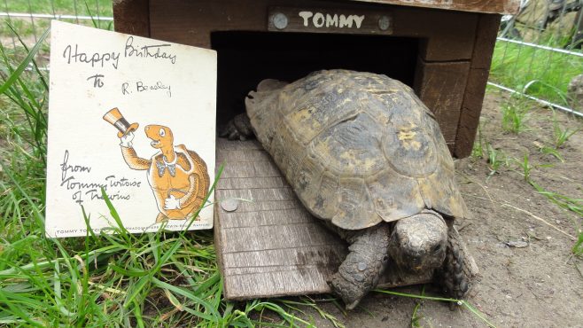 Tommy Tortoise - the real thing.