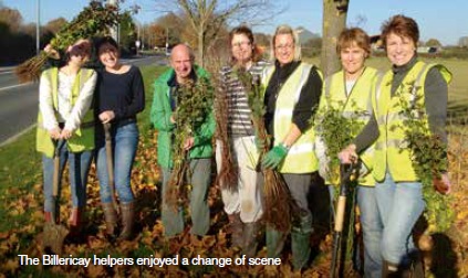 Hedges for Mill Meadows