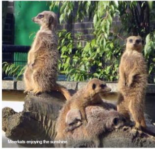 Meerkat communities matter Meerkat communities matter