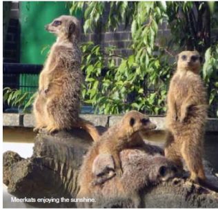 Meerkat communities matter