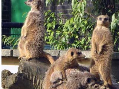 Meerkat communities matter