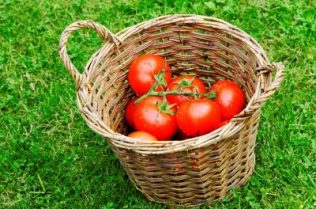 tomatoes in a bamboo basket | Image courtesy of Dan / FreeDigitalPhotos.net