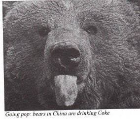 Bears find fizzy drinks the real thing