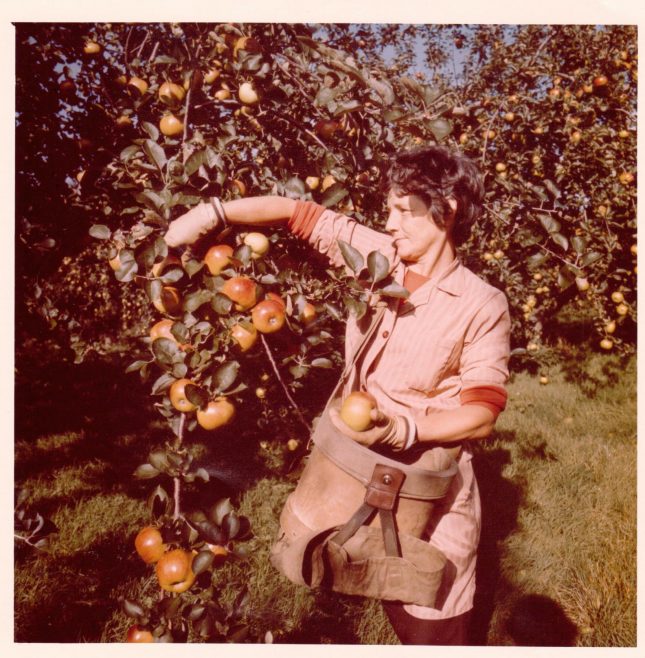 Leckford Partner picking apples 1980 | John Lewis Partnership archive collection