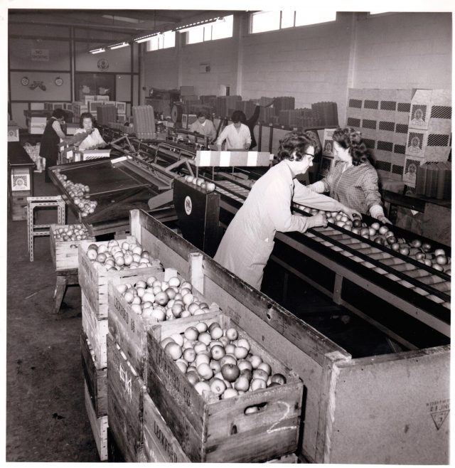 Leckford Partners apple sorting 1976 | Tarlton