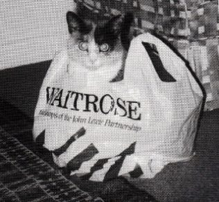 The cat's in the bag